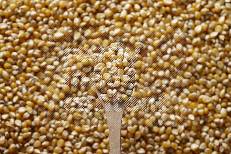A wooden spoon full of dry corn kernels on dry corn kernels background