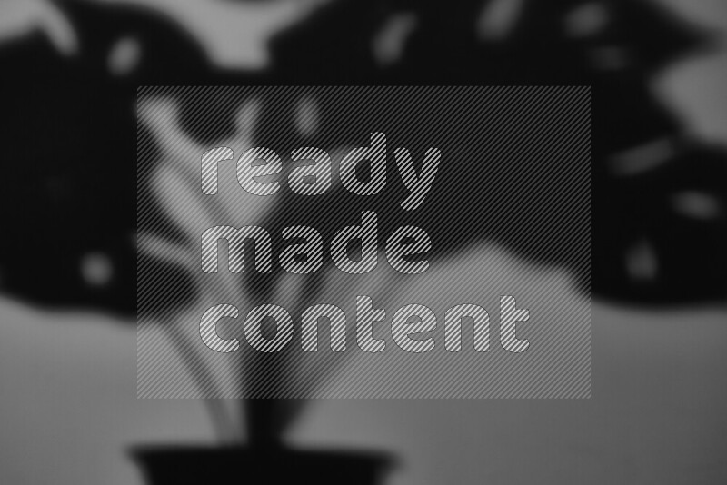 A delicate gobo light projects the silhouette of plant leaves onto a smooth surface