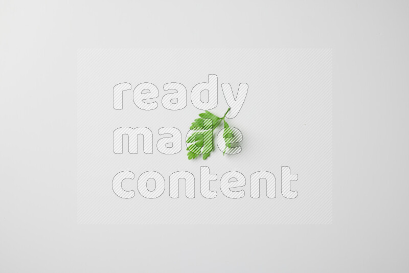 Scattered fresh parsley leaves on white background