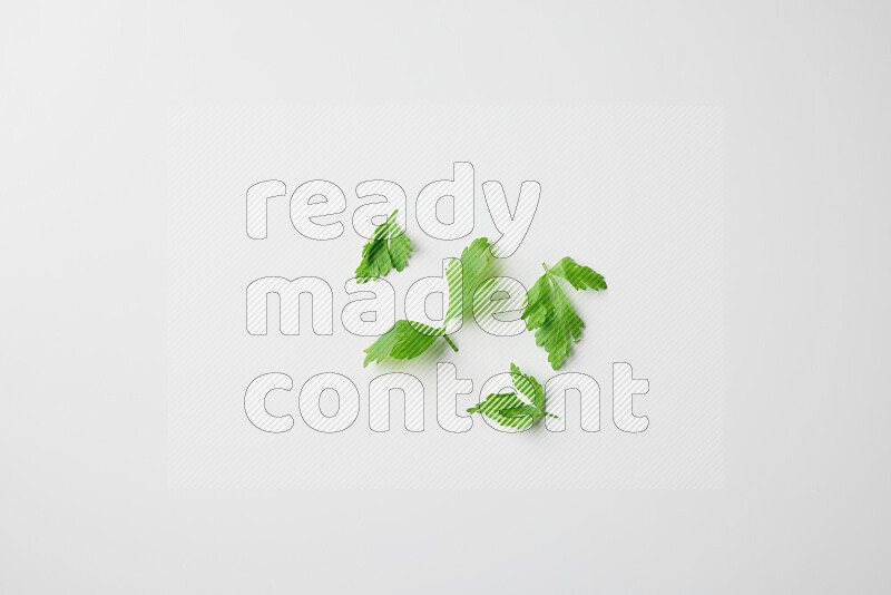 Scattered fresh parsley leaves on white background