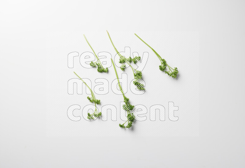 أغصان من الخس الطازج المجعد بأوراق خضراء زاهية علي خلفية بيضاء