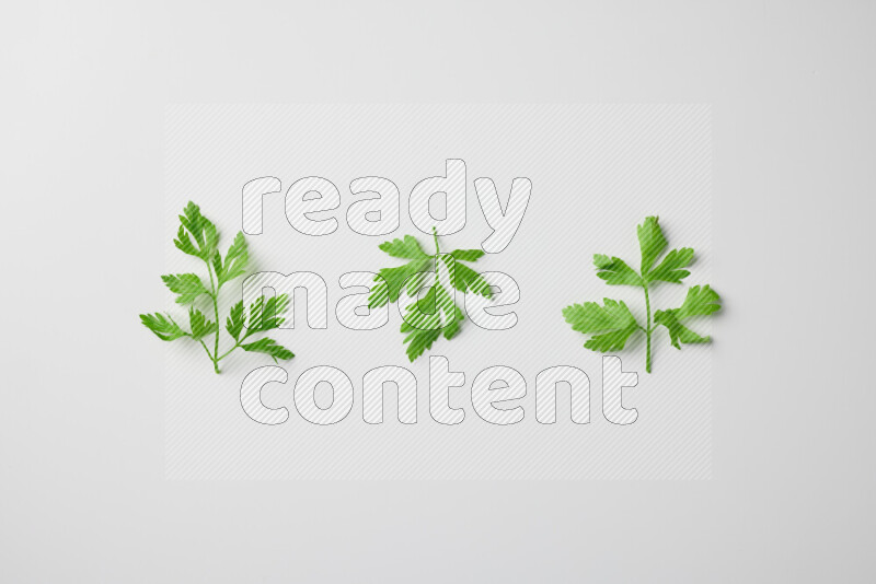 Short fresh parsley sprigs with vibrant green leaves on white background