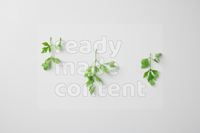 Short fresh parsley sprigs with vibrant green leaves on white background