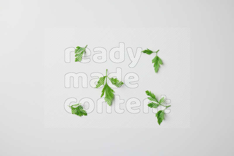 Short fresh parsley sprigs with vibrant green leaves on white background