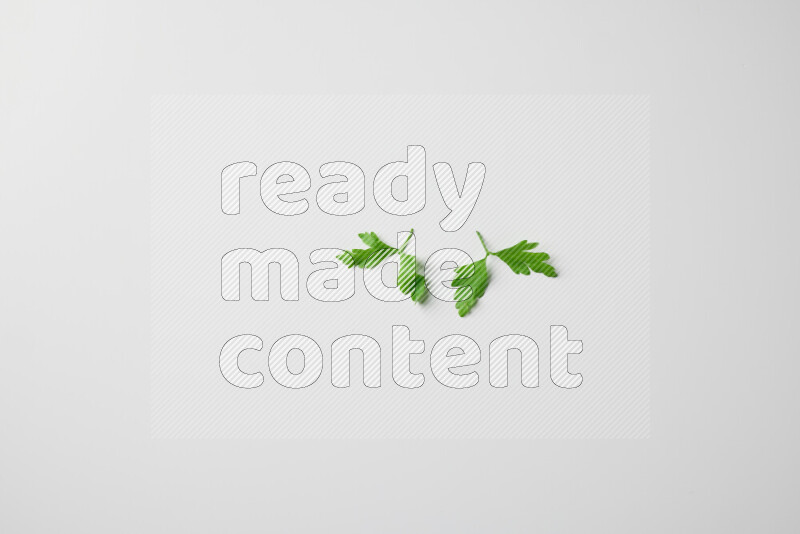 Scattered fresh parsley leaves on white background