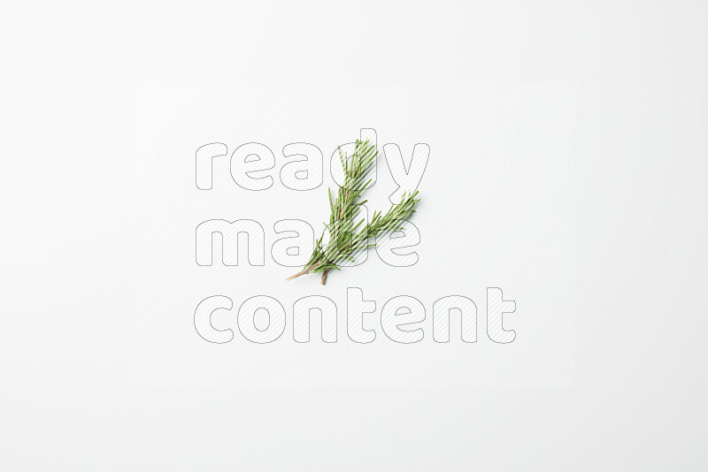 Two fresh rosemary sprigs on white background