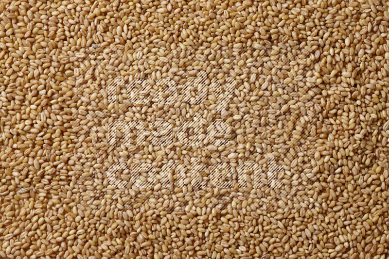 Hulled wheat on white background