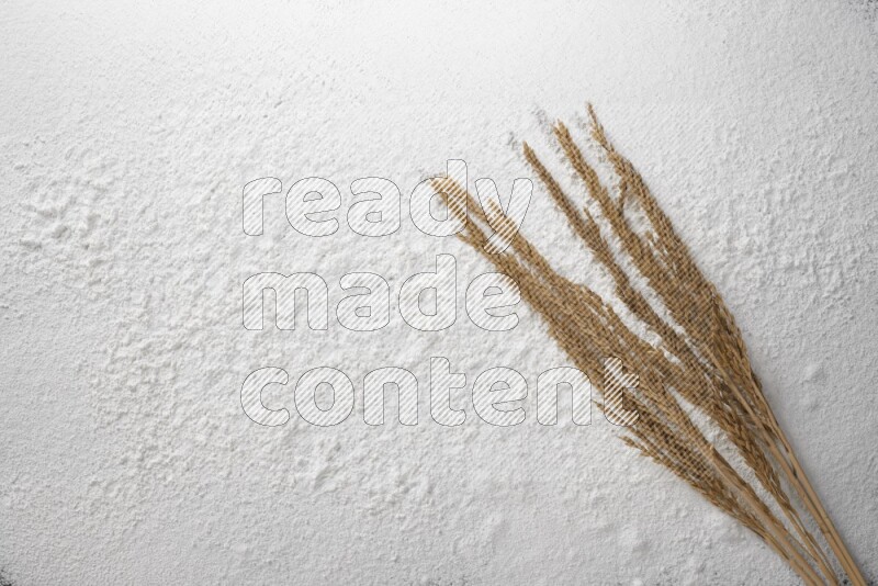 Wheat stalks on flour