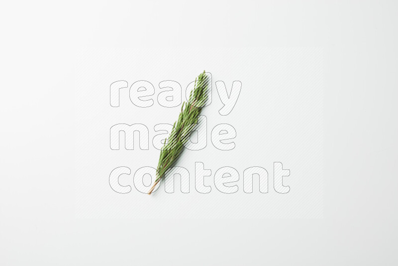 One fresh rosemary sprig on white background