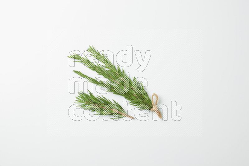 Multi fresh rosemary sprigs on white background