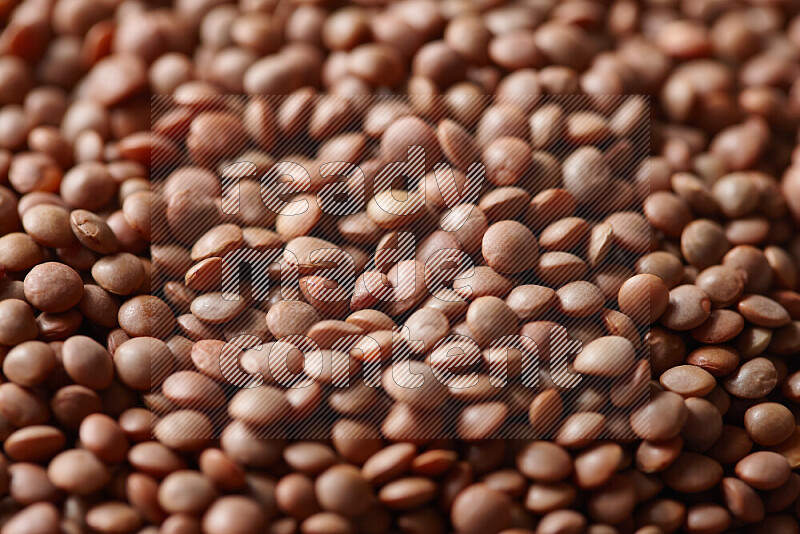 Brown lentils on white background