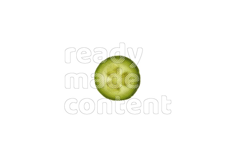 Zucchini slices on illuminated white background