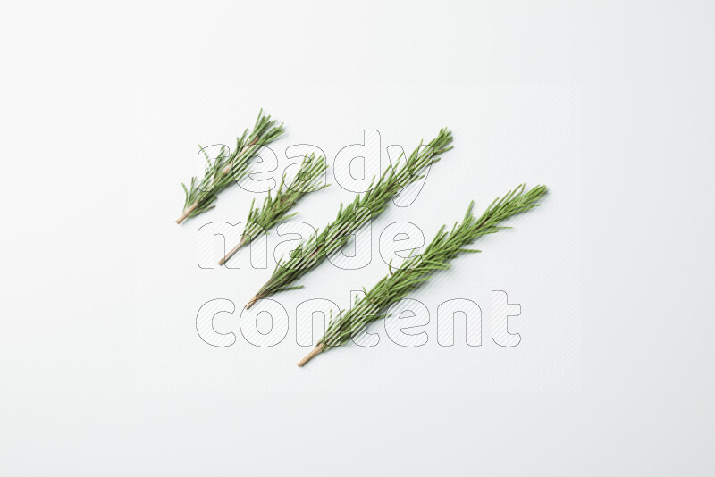 Multi fresh rosemary sprigs on white background