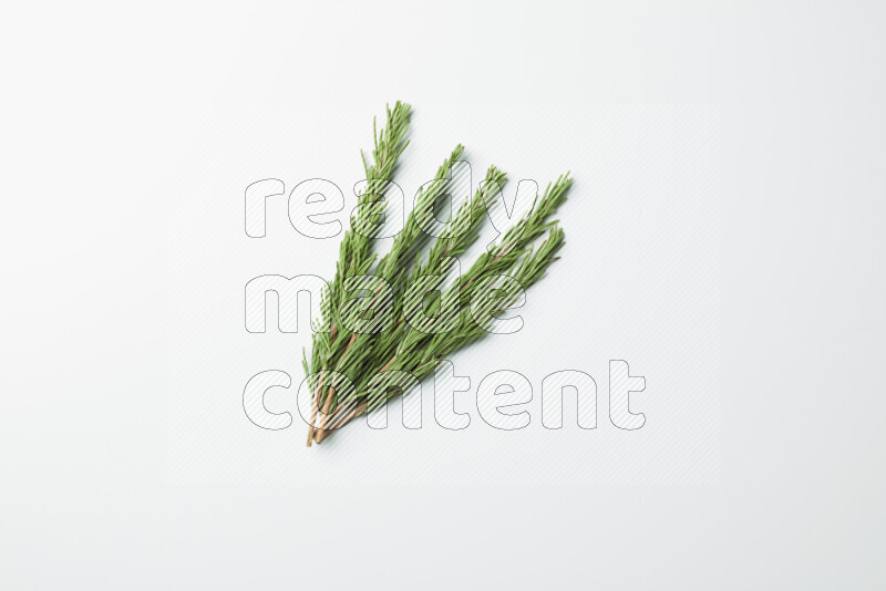 Multi fresh rosemary sprigs on white background