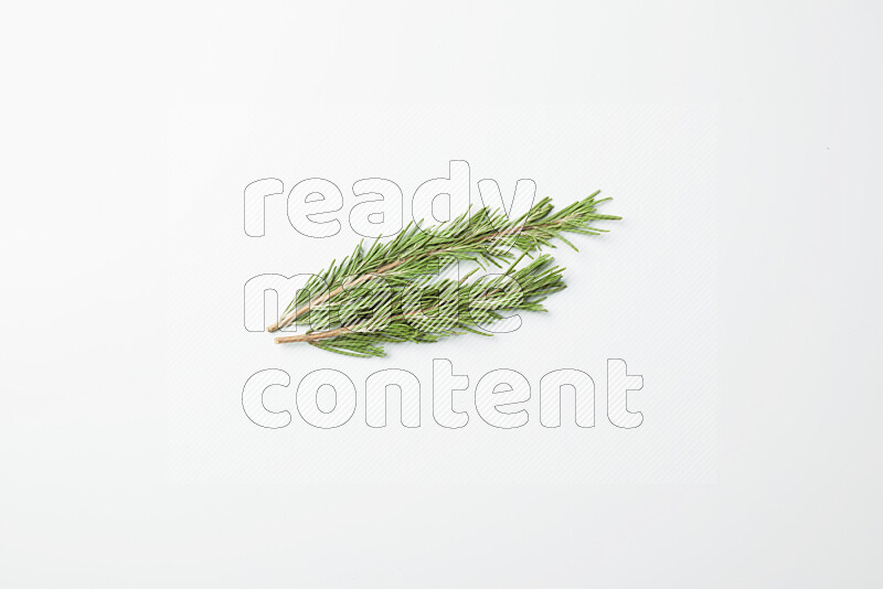 Two fresh rosemary sprigs on white background