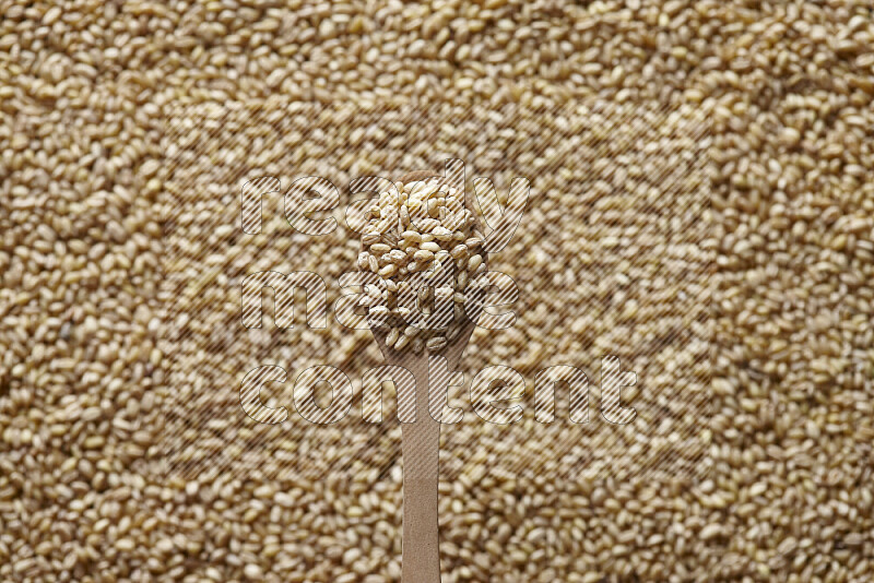 A wooden spoon full of hulled wheat on hulled wheat background