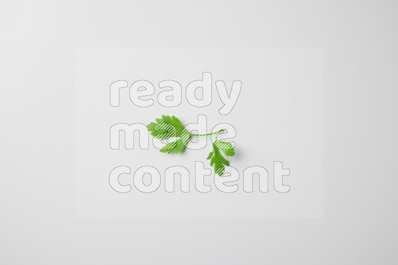 Scattered fresh parsley leaves on white background