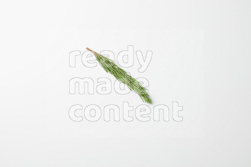 One fresh rosemary sprig on white background