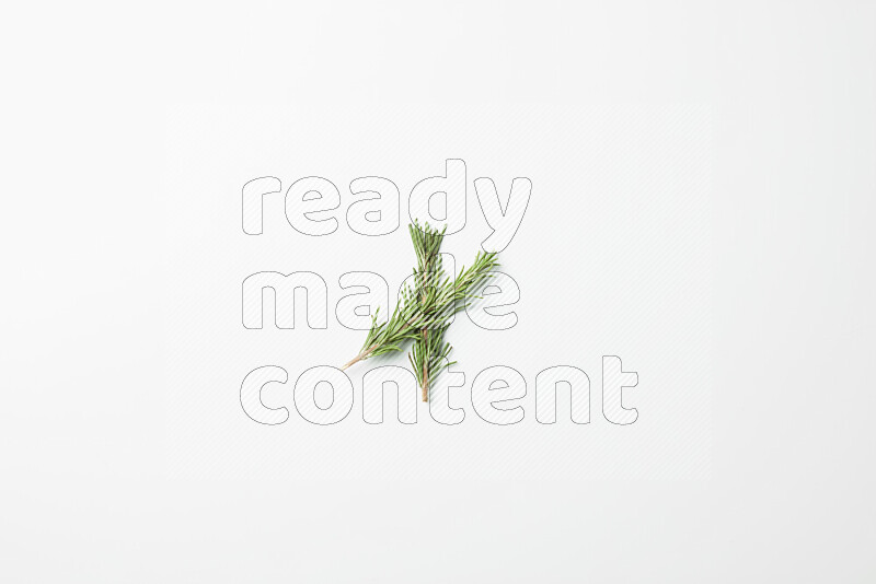 Two fresh rosemary sprigs on white background