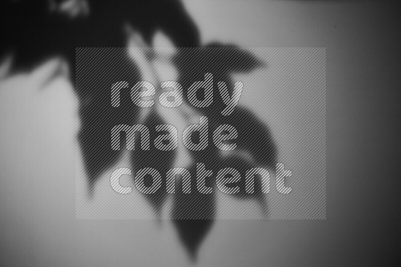 يظهر ضوء غوبو خافت ظلال أوراق نبات تسقط على سطح ناعم