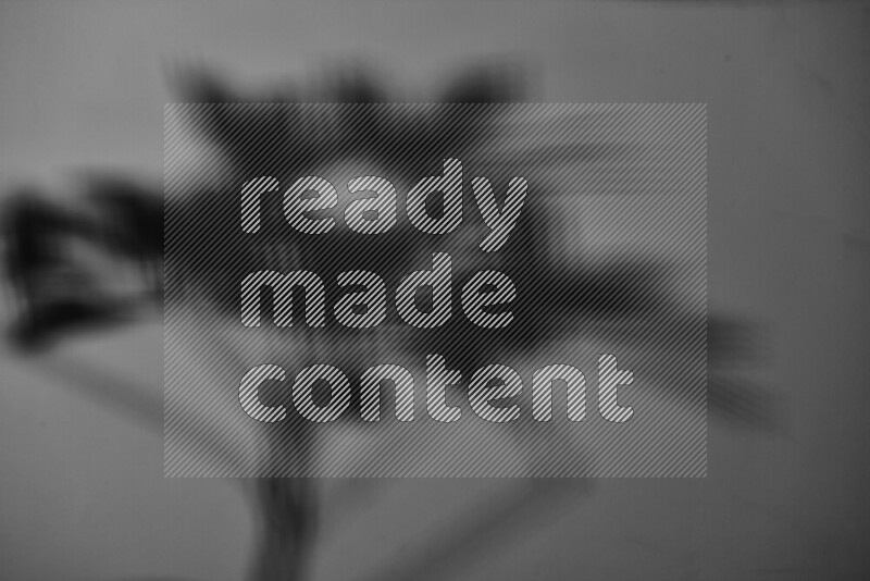 يظهر ضوء غوبو خافت ظلال أوراق نبات تسقط على سطح ناعم