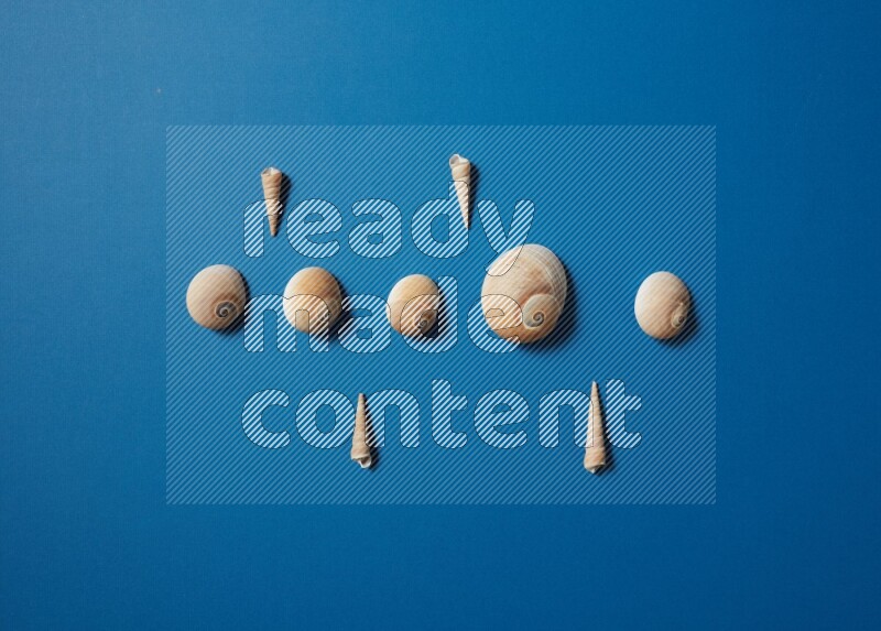 top view shot of seashells arrangement on blue background