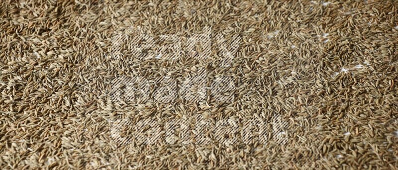 Cumin seeds on white flooring