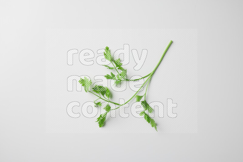 Fresh parsley sprigs with vibrant green leaves on white background