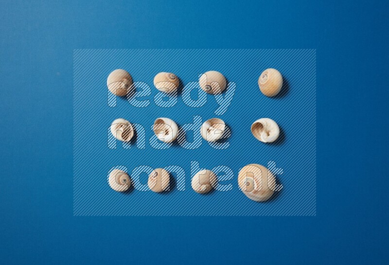 top view shot of seashells arrangement on blue background
