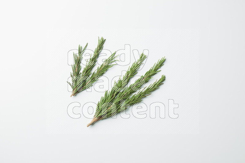 Multi fresh rosemary sprigs on white background