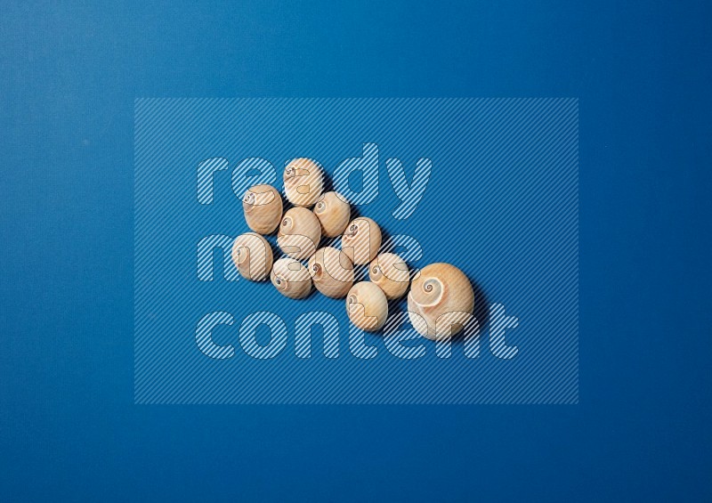 top view shot of seashells arrangement on blue background