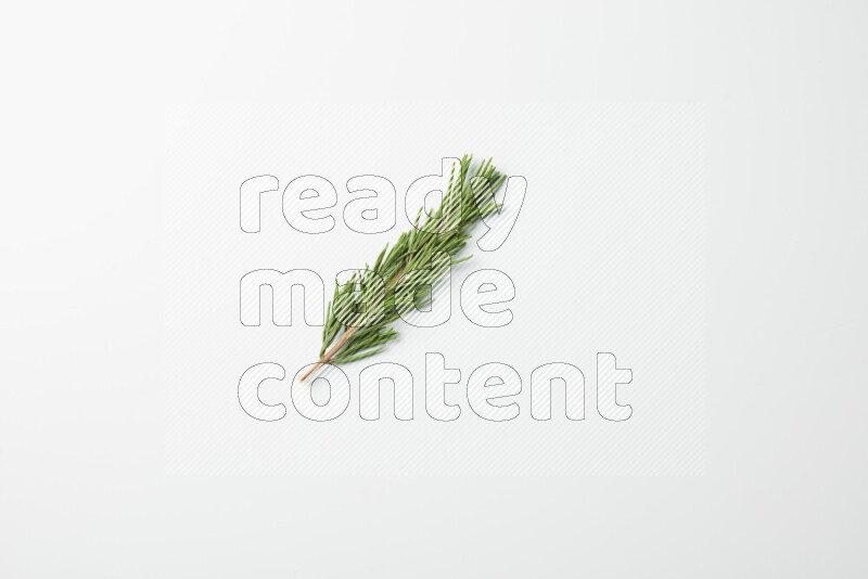 One fresh rosemary sprig on white background