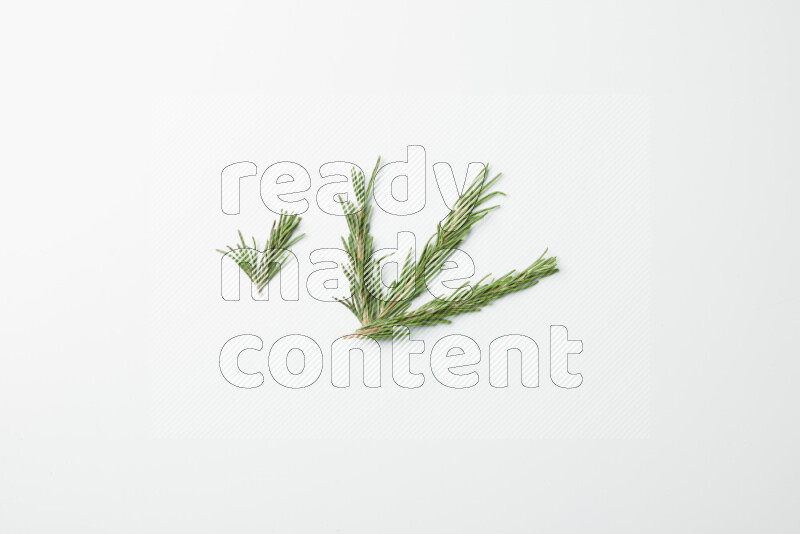 Multi fresh rosemary sprigs on white background