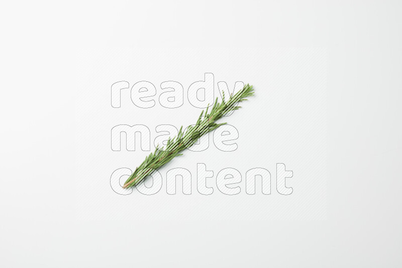 One fresh rosemary sprig on white background