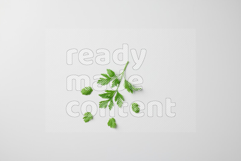 Short fresh parsley sprigs with vibrant green leaves on white background