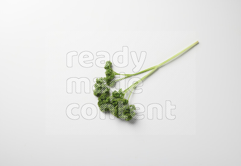 Fresh curly lettuce sprigs with vibrant green leaves on white background