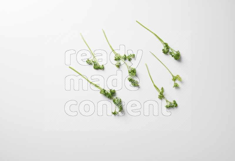 Fresh curly lettuce sprigs with vibrant green leaves on white background